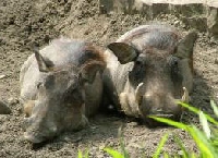 Wild Boar � Hog Hunting Guides and Outfitters from Kentucky